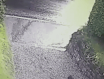 主要是大狗在输出，小白狗也被拖走了……