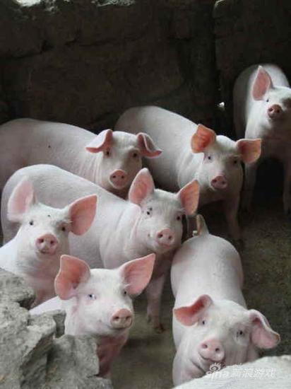 注意左下角那只