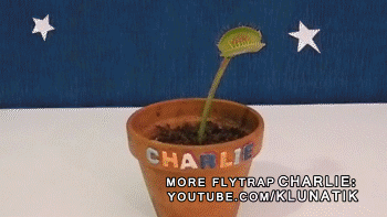 它的内心是崩溃的