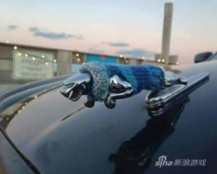 爪子怎么缩了？冷