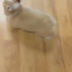 猕猴桃成精啦！