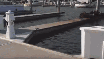 大家都是狗，相煎何太急。