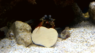 蟹黄堡开业了！