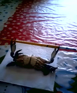 还不如一只螃蟹
