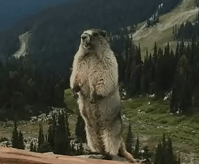 群山都为我的嚎叫而颤抖。