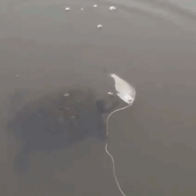 吃个早点差点掉脑袋