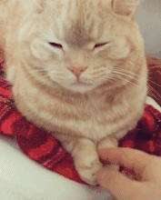 猫：妈的智障啊