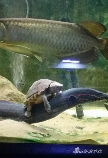 胆子真大，龟头不想要了是吧