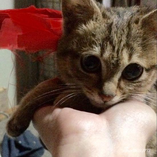 今晚在路边调戏的猫咪