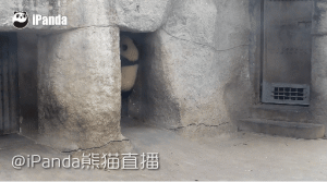 电光一闪，爷爷我闪亮登场