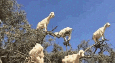 模拟山羊的外挂