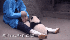 好羡慕饲养员，可以随意撸熊猫，还有钱拿