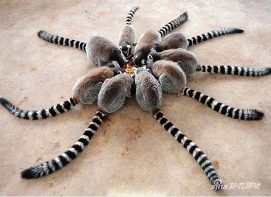 伪装战术：环尾八脚蜘蛛