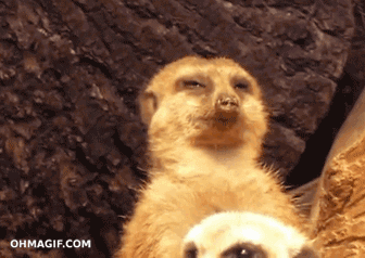 你只是个动物啊喂，为什么不直接趴着睡