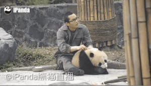 这只熊猫还是个足控