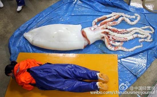 这份铁板鱿鱼得老贵了。