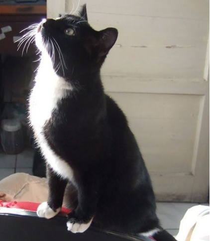 品种:"山东狮子猫",外号"乌云盖雪"   种群分布:中国   市场价格