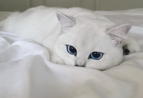 剑灵冷知识大讲堂 怎样做合格的召唤师