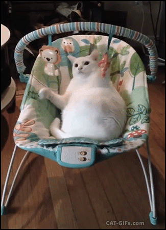 现在家里的狗玩疯了。