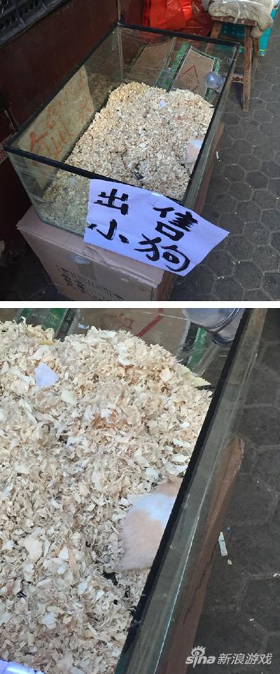 人家仓鼠叫小狗，怎么啦！