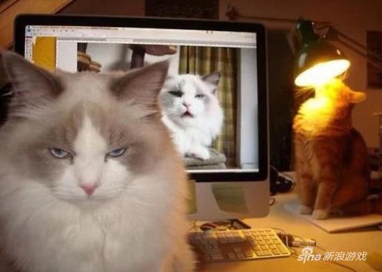 后面那只想晒成暹罗猫么！