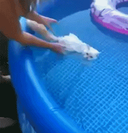 好想知道这时候如果射个红点在水池里它会怎么样