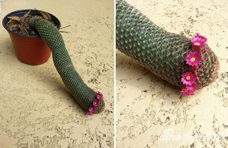 进入了贤者模式