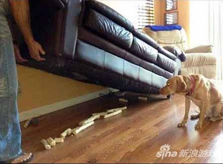 汪星人：唉，一年的存货没了。