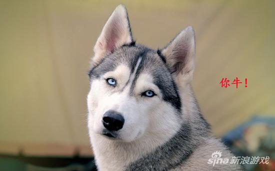 有些事羡慕不来 比如找对象