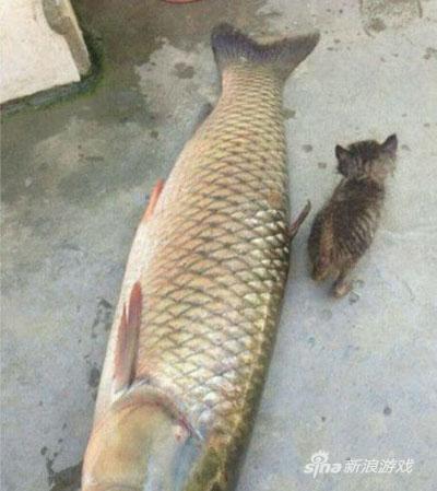 那些年错过的大鱼，那些年错过的爱情