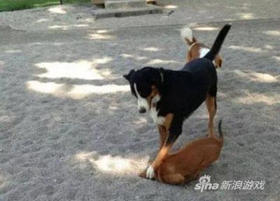 你没有资格吃屎了