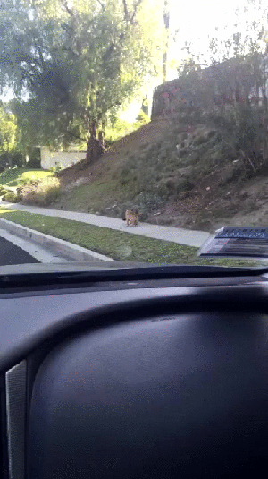 黑猫：你看那边是啥