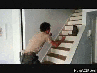 猫：你快跟我来，老王就在楼上衣柜里