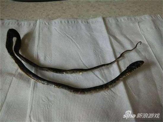 新买的PS4遭异物侵入传恶臭 拆开后竟发现干尸