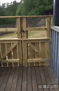 家里劣质的木栅栏根本拦不住饥饿的丧尸狗