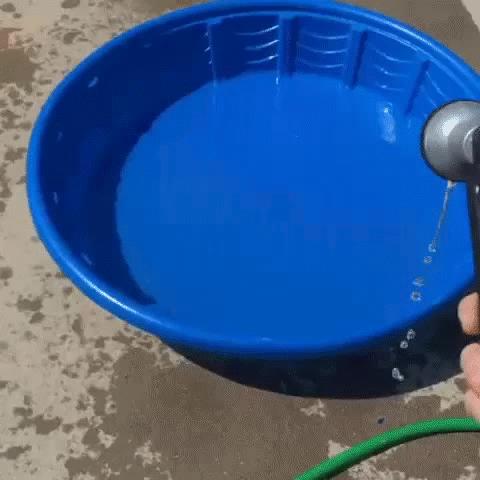 终于看清了，这是一条柯基