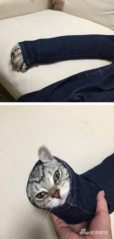 牛仔裤老不洗都长猫了