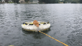 原来猫也会游泳