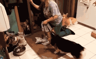 320_198gif 动态图 动图