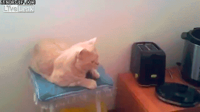 典型的有猫病