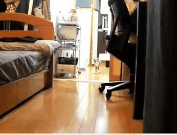 玩具喵的午夜后宫