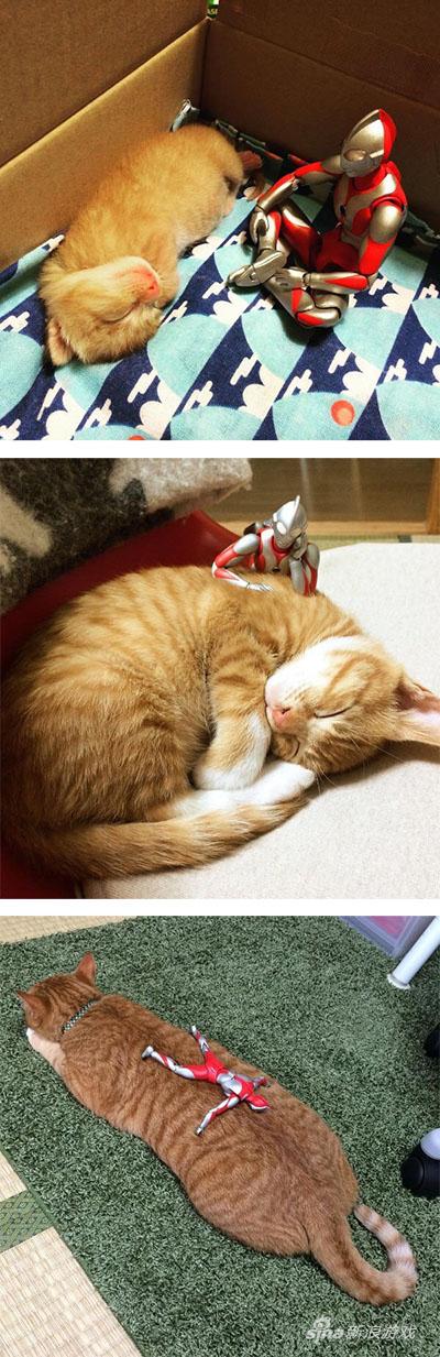 岁月真是 一把猫粮