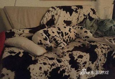 请在图中分辨出哪里是狗