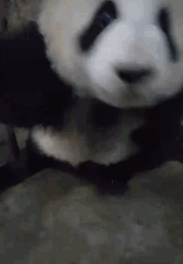 下面那只看到它踩到大便默默走开了