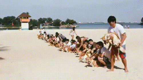 放泰迪试试，分分钟淫乱大会