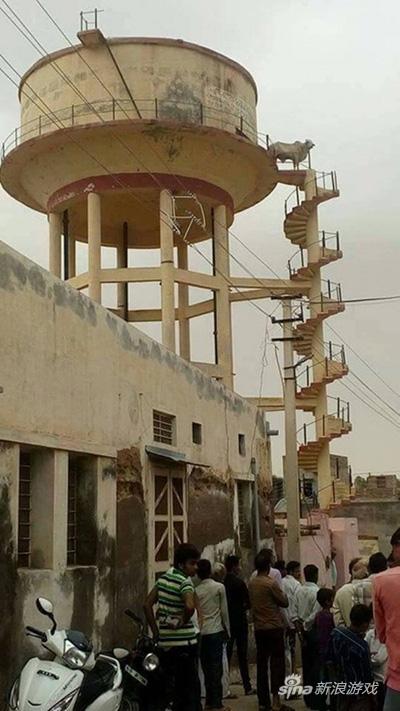 据说牛只会上楼梯，不会下