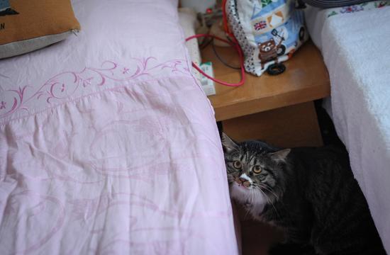 小黑狸猫“miumiu”在偷看马克·雷萌