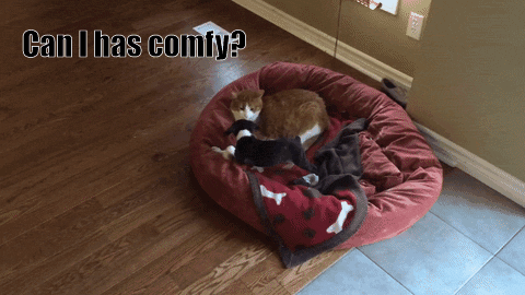 猫咪心里痛