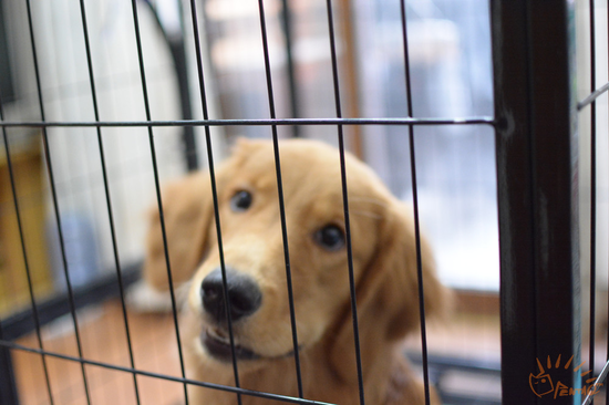 夏目的第一只狗：拉斐尔