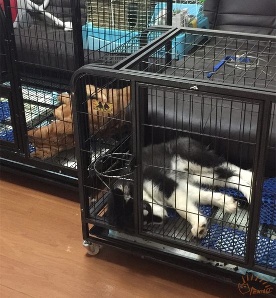 深夜，夏目偷偷拍下两只狗熟睡的样子